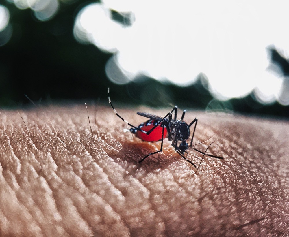 Brasil tem mais de 30 mil casos notificados de dengue nas primeiras semanas de 2020